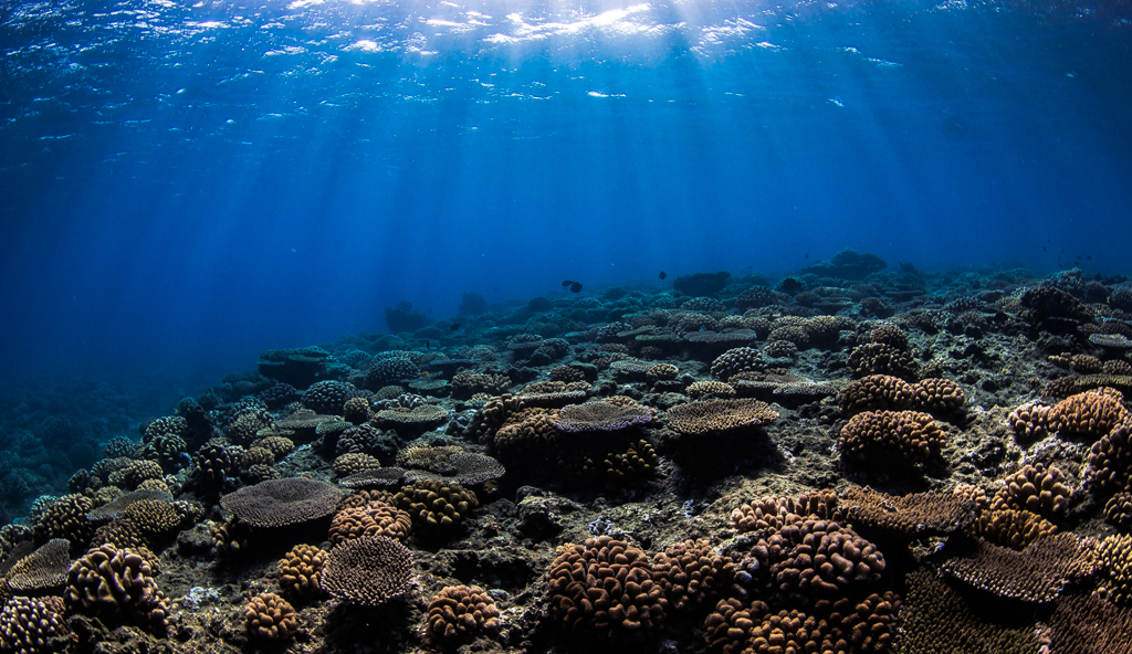 Ecosystemes Tahiti - Traitement contre les cafards 🍀écologique