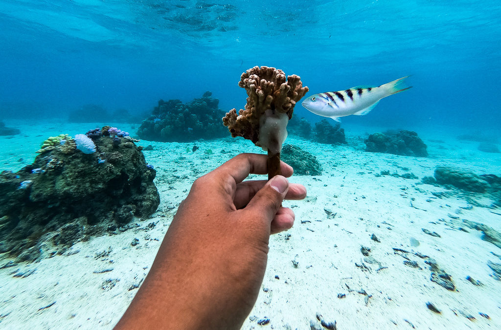 Adopter son bébé corail, un acte écologique